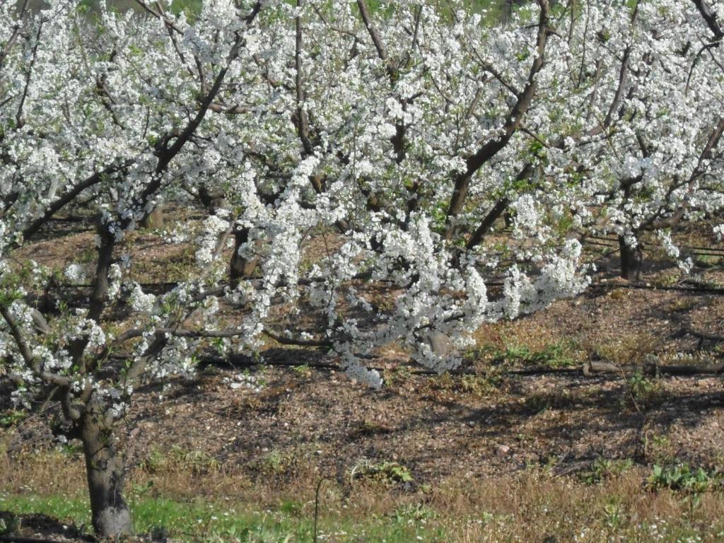 Casa Verde Ferreira Do Alentejo Ngoại thất bức ảnh
