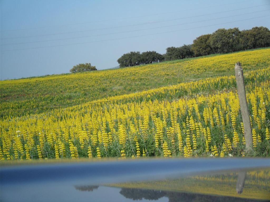 Casa Verde Ferreira Do Alentejo Ngoại thất bức ảnh